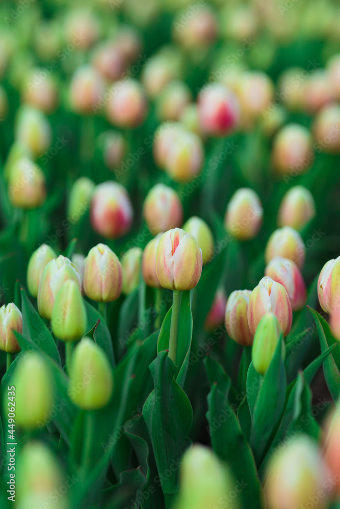 Spring background with yellow tulips flowers. beautiful blossom tulips field. spring time. banner, copy space