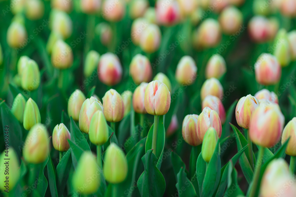 Spring background with yellow tulips flowers. beautiful blossom tulips field. spring time. banner, copy space