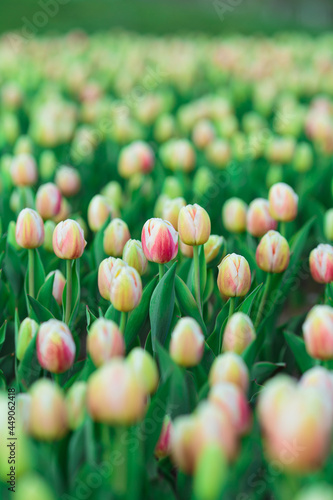 Obraz na płótnie Spring background with yellow tulips flowers. beautiful blossom tulips field. spring time. banner, copy space w salonie