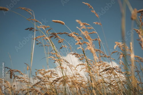 spighe di grano e fili d'erba al tramonto