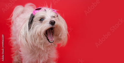 A cute white fluffy dog with glasses and an open mouth on a red background.