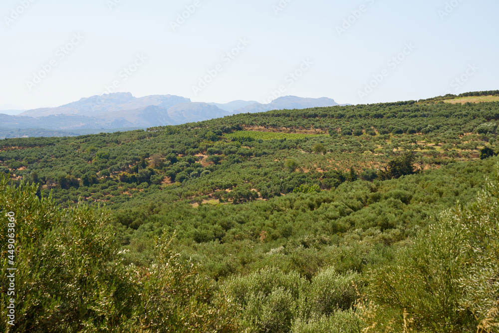 Olive trees in an olive grove in mountains in Crete.