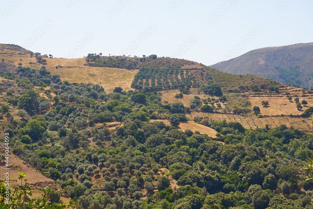 Olive trees in an olive grove in mountains in Crete.