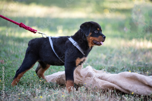 training of puppy rottweiler