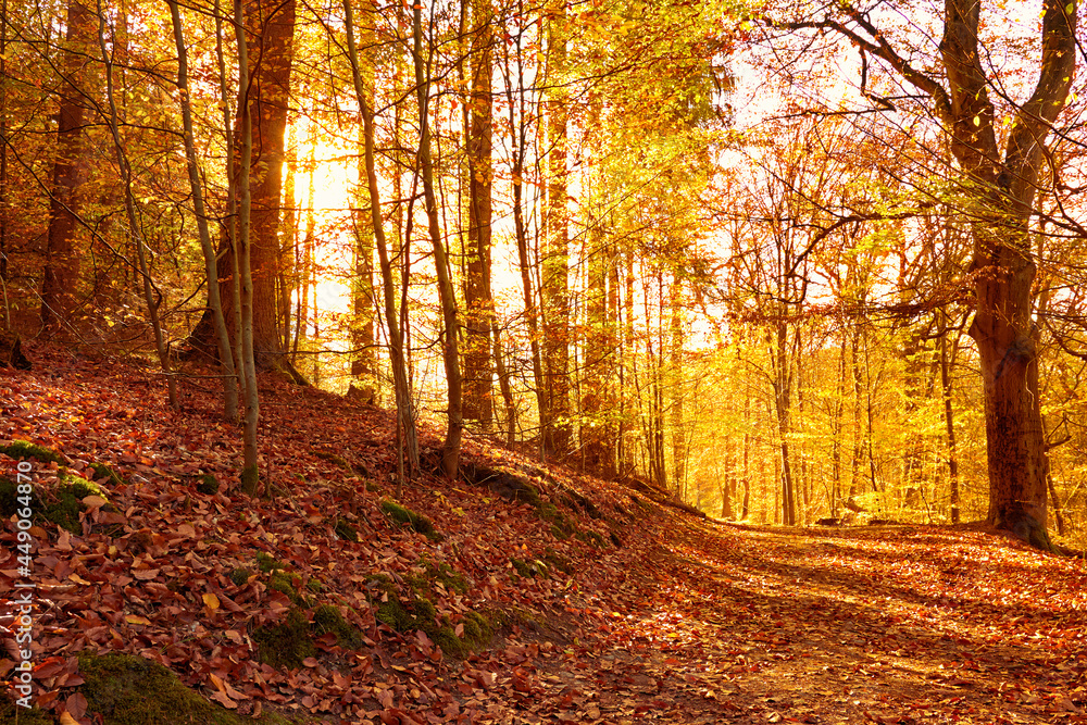 goldene Sonnenstrahlen im warm wirkenden Herbst im Harz