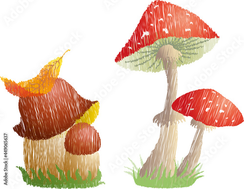 Vector doodle drawing of poisonous amanita and edible boletus mushrooms