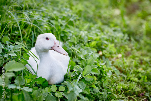 White, free range mulard duck resting in the green grass in the Czech republic  photo