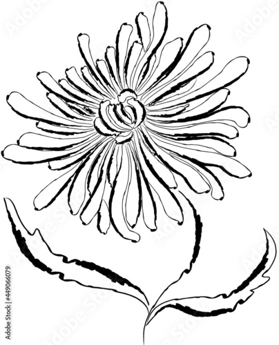 Vector outline drawing of decorative chrysanthemum flower