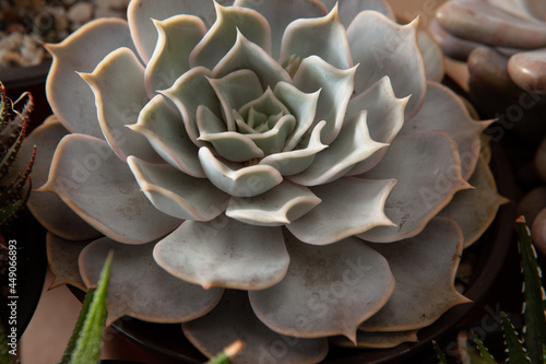 Closeup view of beautiful rosette Echeveria of white leaves. Composition of white thick funny leaves of succulent plant. High quality photo