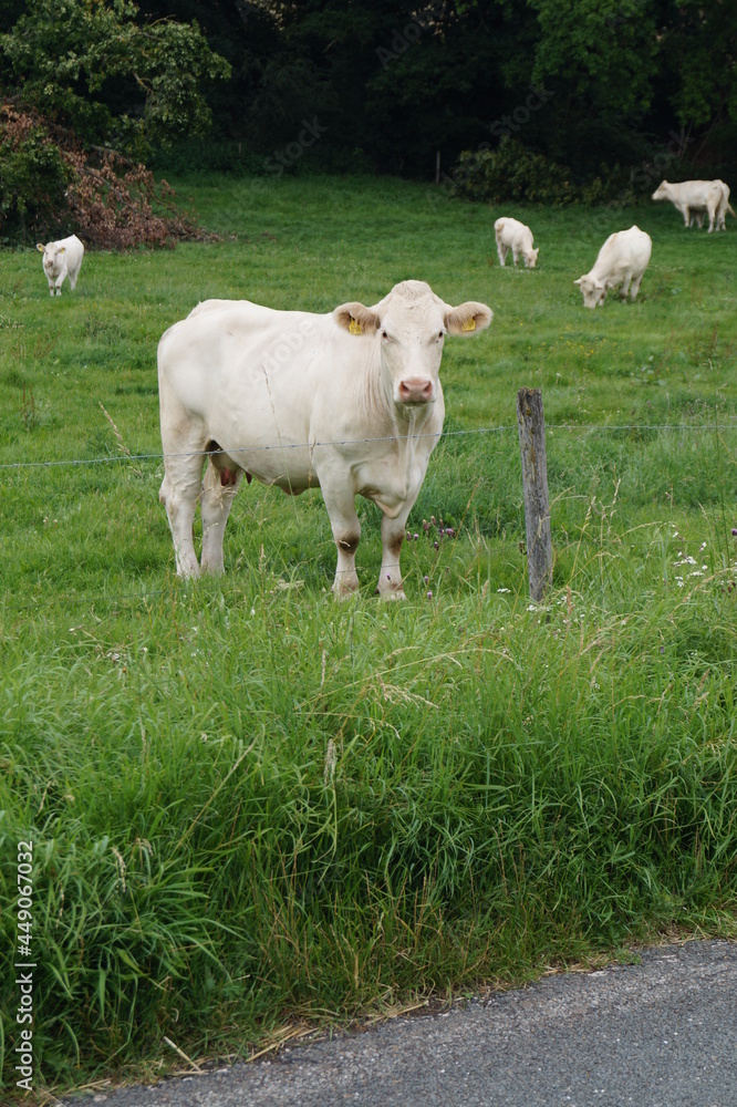 Obraz premium Weiße Kühe