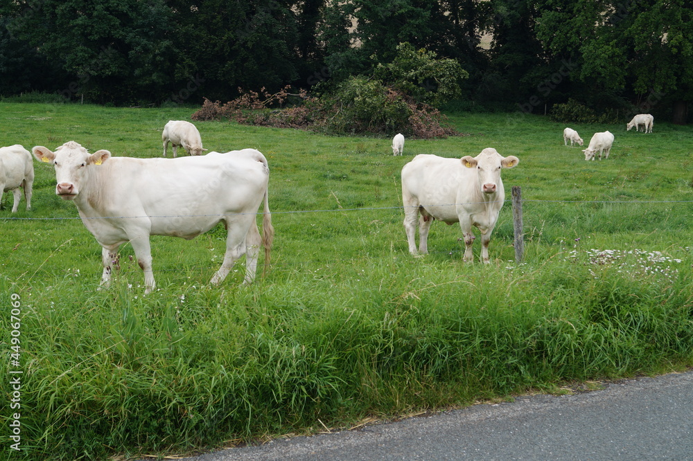 Obraz premium Weiße Kühe