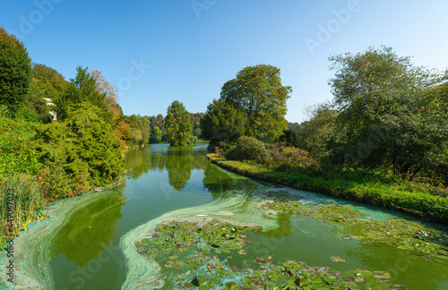 English lake with swirling green and blue algae  Cyanobacteria  on a lake filled with thick green water surrounded by trees on a clear blue sky. Stourton  Warminster  Wiltshire  UK