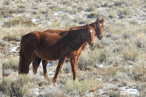Wild horses roaming the vast desert terrain of northeastern Arizona.