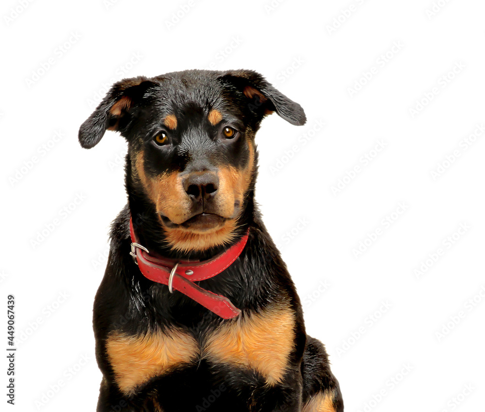 Sweet young wet rottweiler dog sitting looking at camera with red collar over white background Sweet young wet rottweiler dog sitting looking at camera with red collar over white background