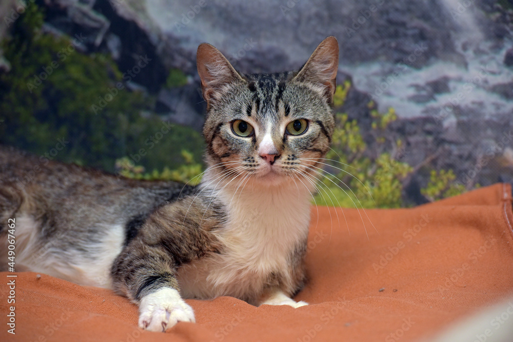 Obraz premium gray and white european shorthair cat
