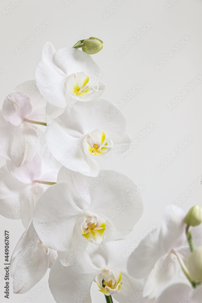 Fototapeta premium close up of blooming white orchid flower bouquet