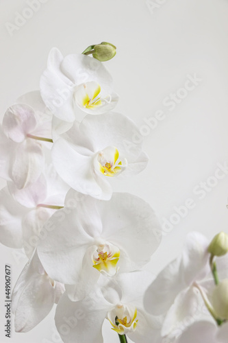 close up of blooming white orchid flower bouquet
