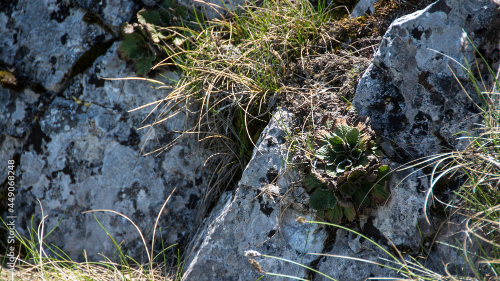 Wild Houseleeks, Suva Planina (The dry mountain), Serbia Wild Houseleeks, Suva Planina (The dry mountain), Serbia