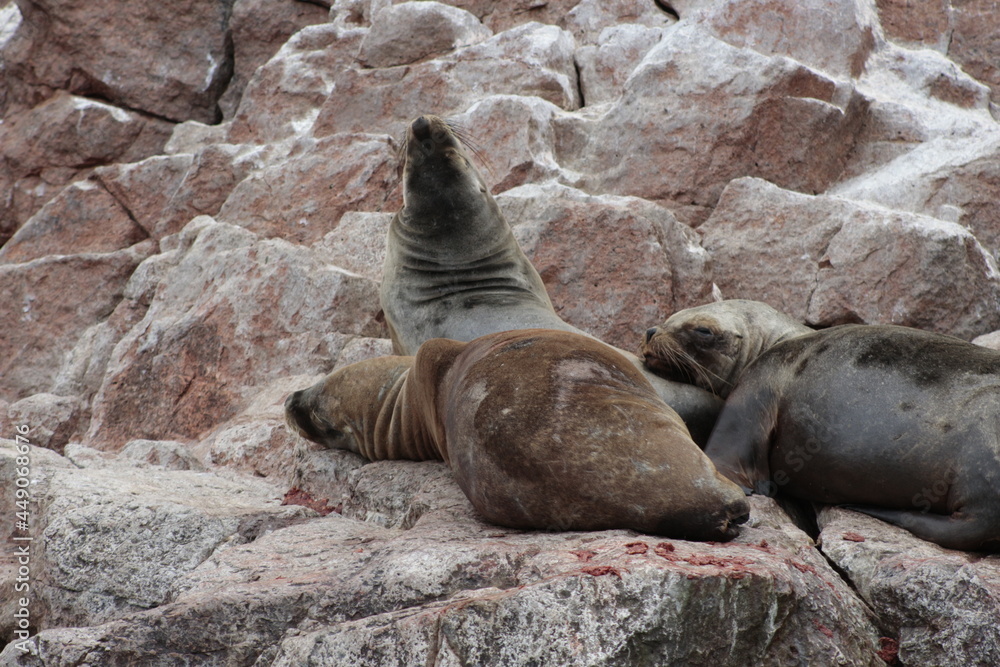 Fototapeta premium Leones marinos descansando