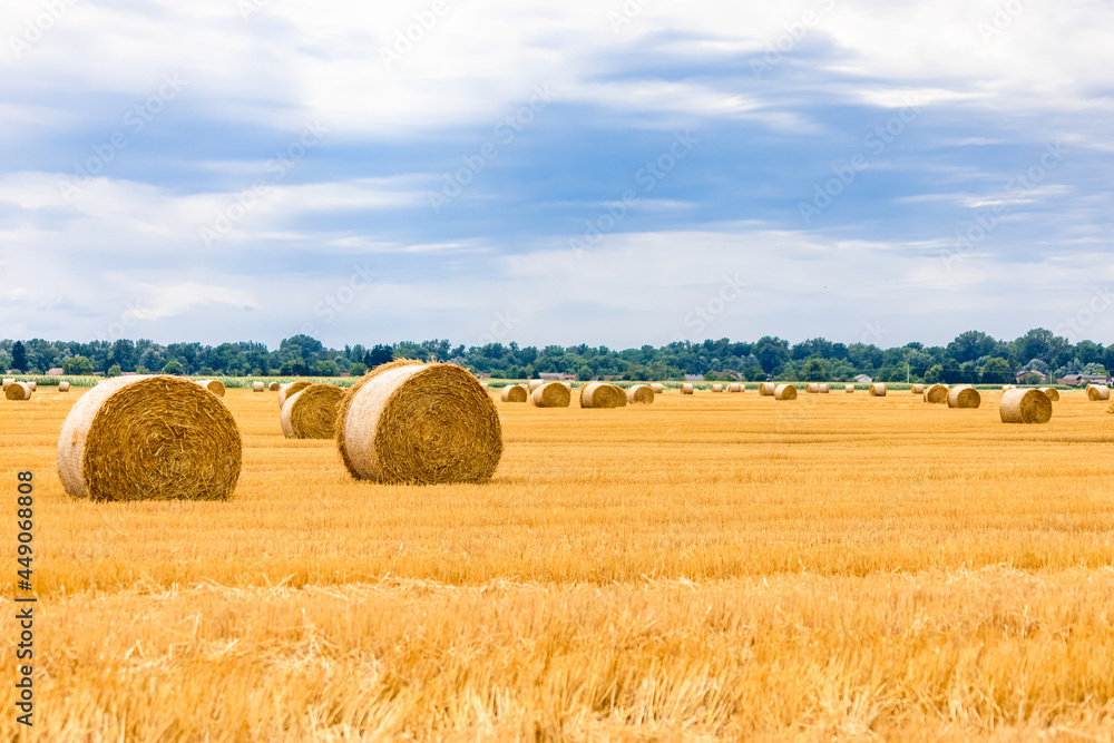 Round straw bales on farmland. Golden haybales hay bales in the field from farming on harvested field.