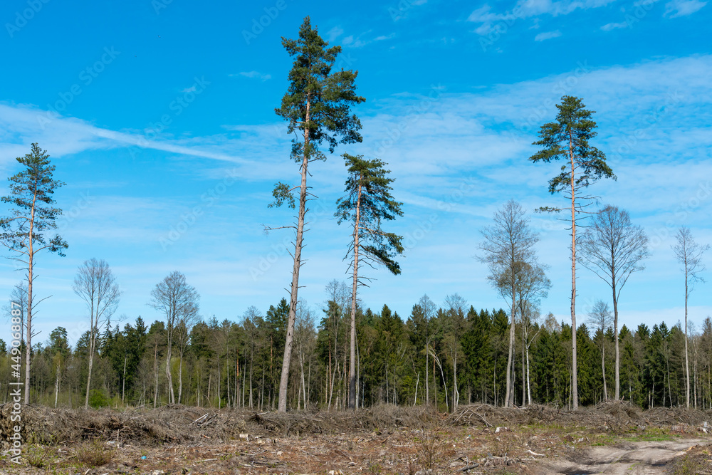 A large clearing with stumps after deforestation on the background of a beautiful blue sky. Deforestation in large quantities is harmful to the environment. The forest is the lungs of the planet.