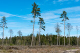 A large clearing with stumps after deforestation on the background of a beautiful blue sky. Deforestation in large quantities is harmful to the environment. The forest is the lungs of the planet.