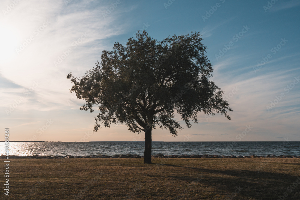 Beautiful lonely tree by the sea seen on a windy sunny day. Estonia Beautiful lonely tree by the sea seen on a windy sunny day. Estonia