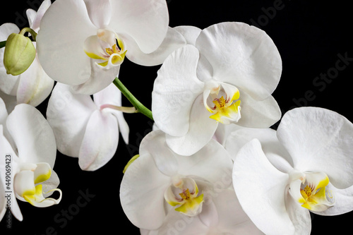 close up of white orchid flower bouquet on black background © cceliaphoto