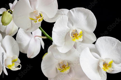 close up of white orchid flower bouquet on black background