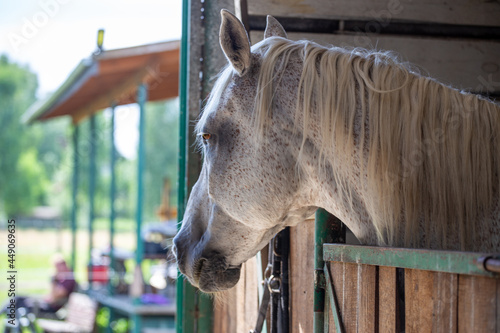 Fototapeta Naklejka Na Ścianę i Meble -  Horse in the stable. White horse portrait.