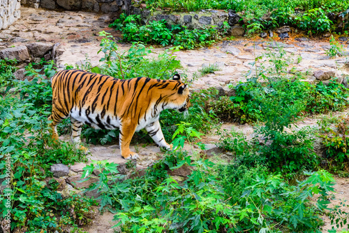 Big striped tiger  Panthera tigris  walking among the green vegetation