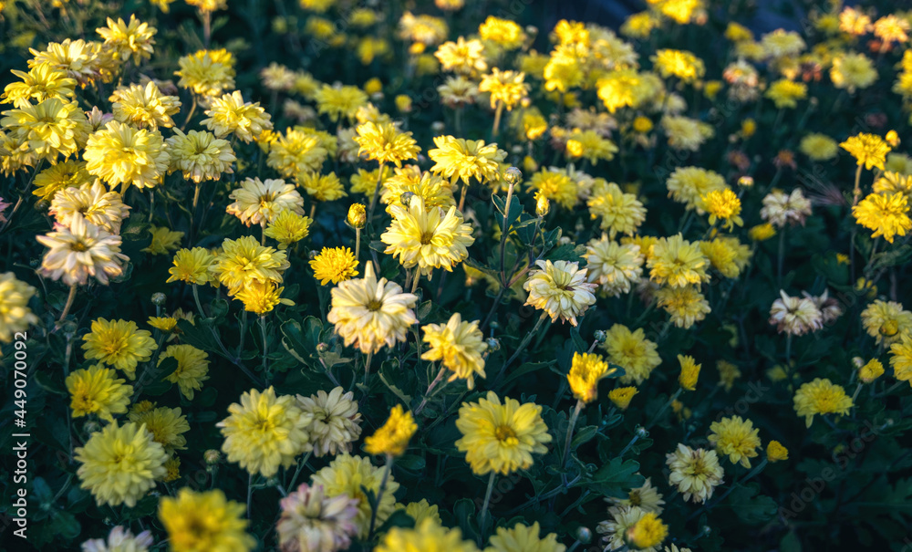 Yellow chrysanthemum in a sunny garden