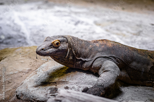 The Komodo dragon  also known as the Komodo monitor  is a member of the monitor lizard family Varanidae that is endemic to the Indonesian islands of Komodo  Rinca  Flores  and Gili Motang.