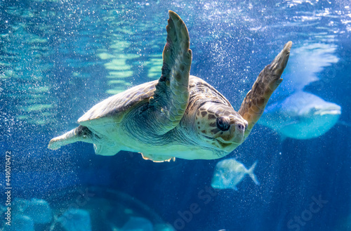 Fototapeta Naklejka Na Ścianę i Meble -  Sea turtle is swimming in aquarium tank.
