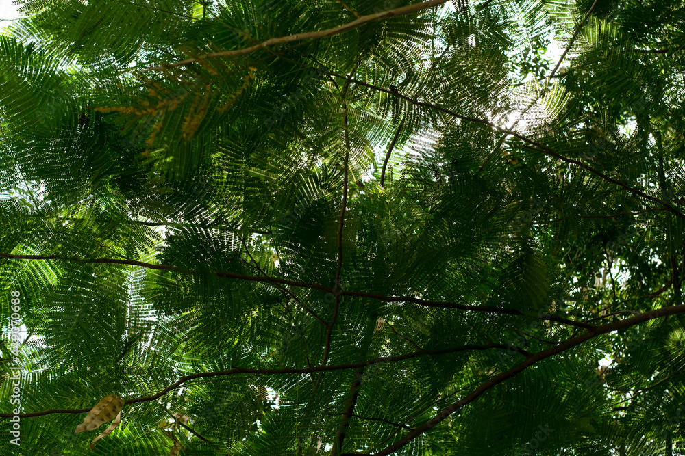 Obraz premium RAMAS DE ARBOL