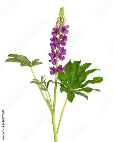 Purple lupine flower isolated on white background. Lupinus or Wolf bean. Beautiful summer flowers.