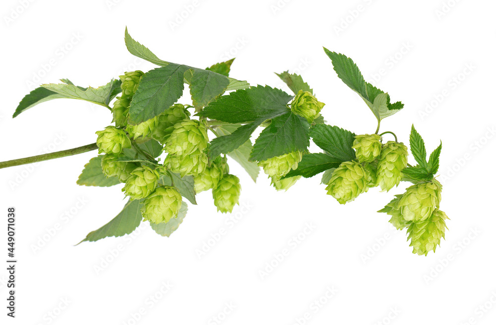 Fresh green hops branch, isolated on a white background. Hop cones with leaf. Organic Hop Flowers. Close up. Fresh green hops branch, isolated on a white background. Hop cones with leaf. Organic Hop Flowers. Close up.