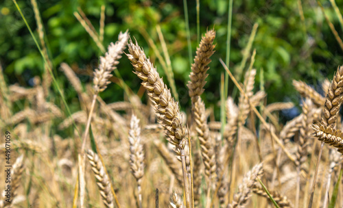 Ripe ears of wheat close up, dry yellow cereals on a green nature background