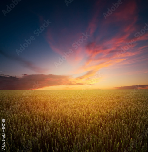 Sunset over the wheat field