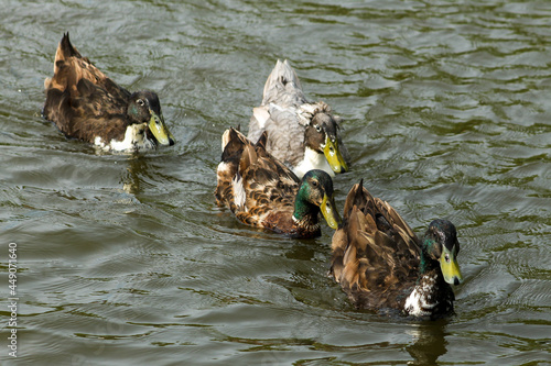 ducks in the lake