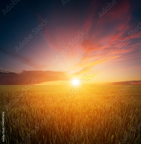 Sunset over the wheat field