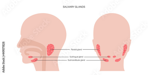 Salivary gland concept photo