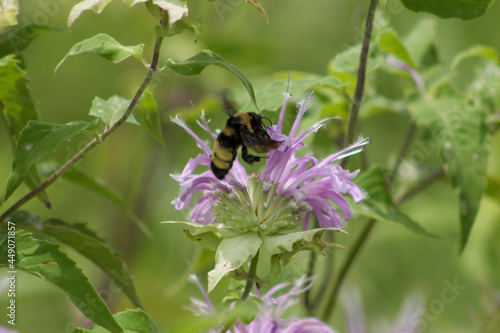 bee on a flower