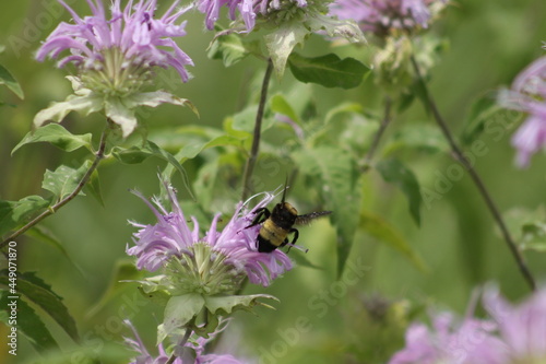 bee on a flower