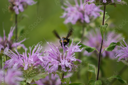 bee on lavender