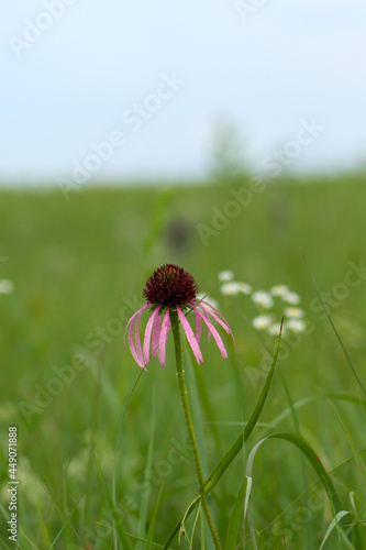 dandelion on meadow
