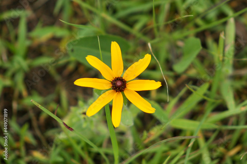 yellow flower in spring