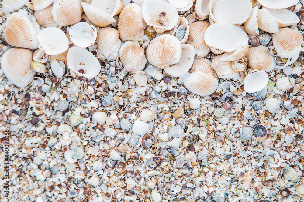 Background, large shells on the upper half of the photo Background, large shells on the upper half of the photo