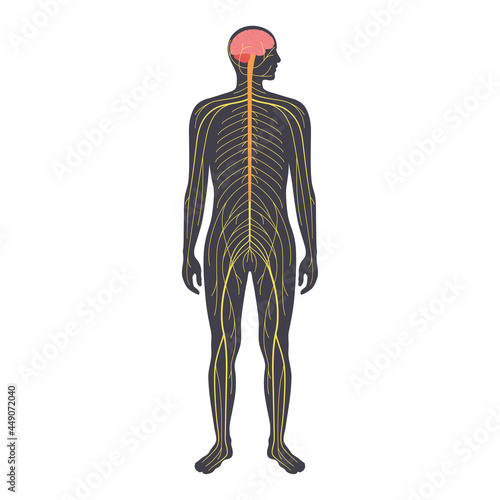 Human nervous system