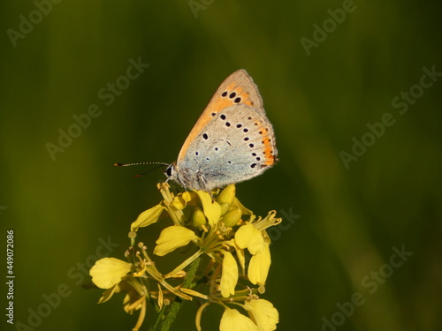 Large copper butterfly (Lycaena dispar) on yellow flowers, Gdansk, Poland